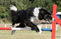 Agility Shows Online